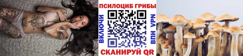 где можно купить наркотик Лесосибирск Псилоцибиновые грибы Psilocybine cubensis